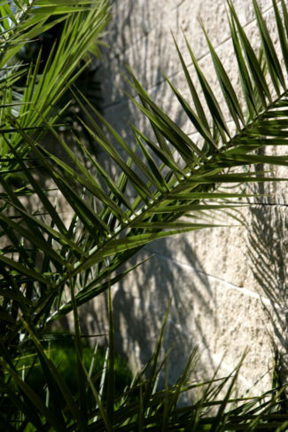 Inspirations jardin méditerranéen Nicollier