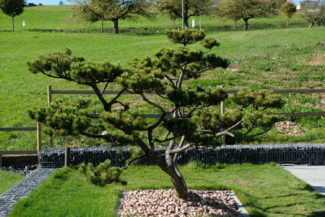 Inspirations jardin zen Nicollier